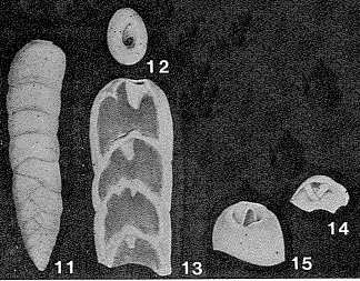 Siphobigenerina compressa S.Y. Zheng, 1979 Siphobigenerina compressa S.Y. Zheng, 1979