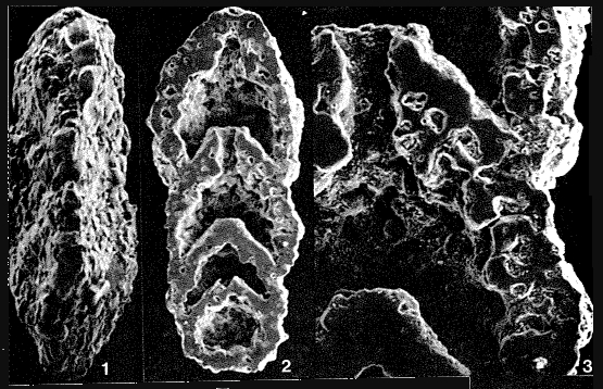 Glaucoammina trilateralis (Cushman, 1935) Glaucoammina trilateralis (Cushman, 1935)