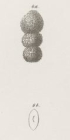 Lingulina papillosa Neugeboren, 1856