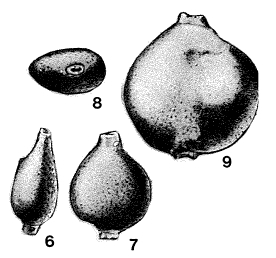 Caudammina caudata (Montanaro Gallitelli, 1955) Caudammina caudata (Montanaro Gallitelli, 1955)