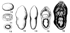 Cryptomorphina limonitica Sellier de Civrieux & Dessauvagie, 1965