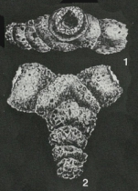 Bireophax guaricoensis Bolli, 1961