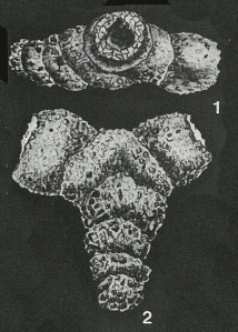 Bireophax guaricoensis Bolli, 1961