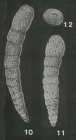 Sulcophax palustris Warren, 1957