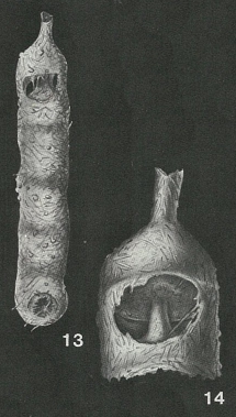 Ginesina delicatula Bermúdez & Key, 1952