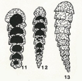 Chromista - Foraminifera (foraminifers)