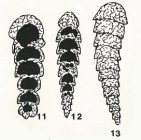 Siliconodosarina delicatula Colom, 1963