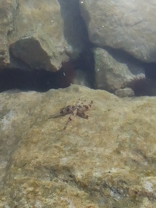 Coscinasterias tenuispina, Fig.1