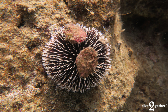 Sphaerechinus granularis (Damnoni, Greece)