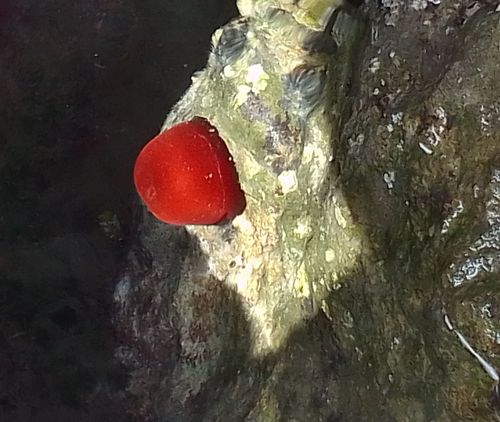 Actinia mediterranea, Fig.4