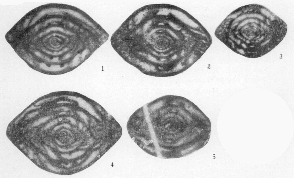 Multiavoella guangxiensis Li, 1986