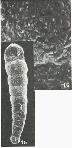 Scherochorella minuta (Tappan, 1940) Scherochorella minuta (Tappan, 1940)
