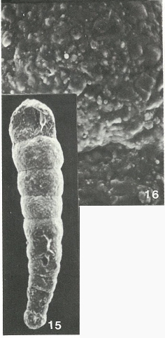 Scherochorella minuta (Tappan, 1940)