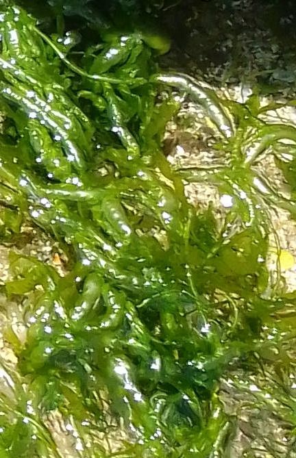 Ulva intestinalis Ulva intestinalis