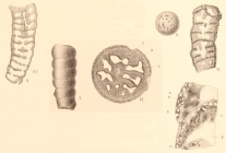 Lituola cylindrica Perner, 1892