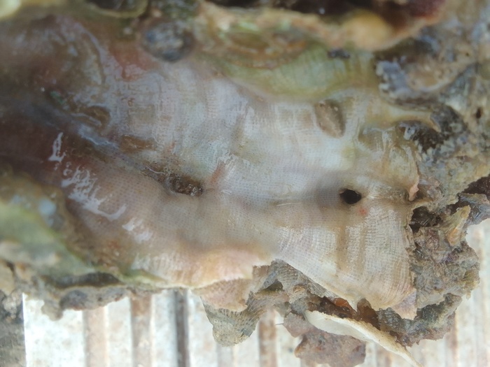Bryozoa, Fig.1