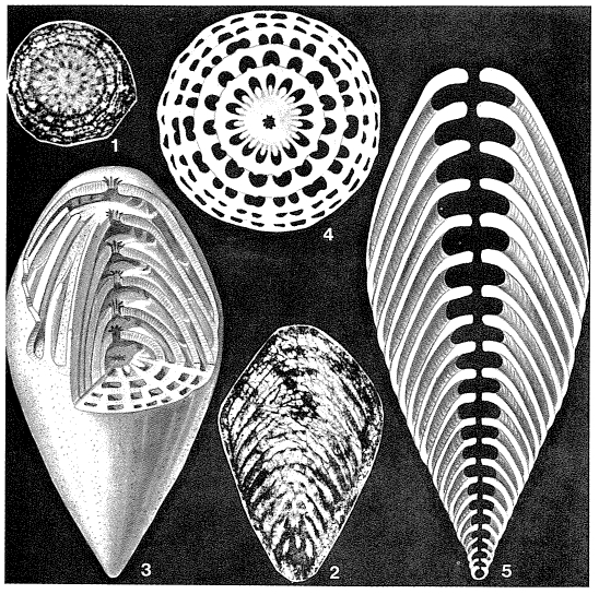 Pyramis parva Colani, 1924 Pyramis parva Colani, 1924