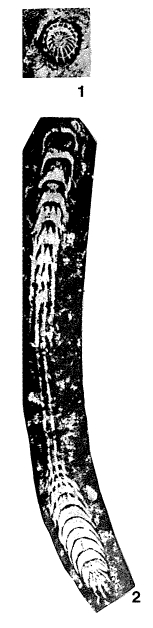 Wanganella ussuriensis Sosnina in Kiparisova et al., 1956 Wanganella ussuriensis Sosnina in Kiparisova et al., 1956