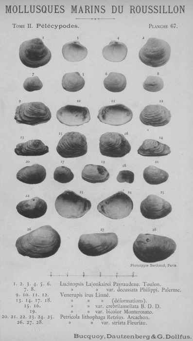 Bucquoy et al. (1887-1898, pl. 67) Bucquoy et al. (1887-1898, pl. 67)