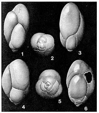 Delosina complexa (Sidebottom, 1907)