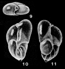 Neodelosina triangularis McCulloch, 1977
