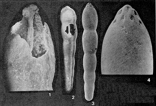 Cribropleurostomella plenus Owen, 1971