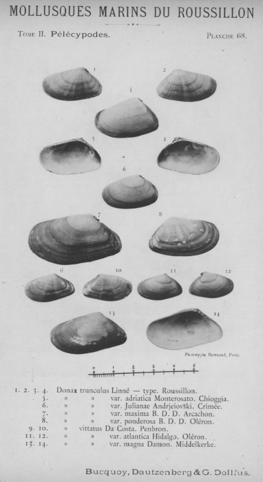 Bucquoy et al. (1887-1898, pl. 68) Bucquoy et al. (1887-1898, pl. 68)