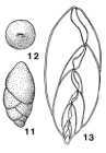 Ellipsopolymorphina fornasinii Galloway, 1933