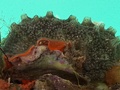 Tunicata (sea squirts)