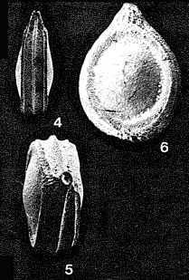Buchnerina iberica R.W. Jones, 1984 Buchnerina iberica R.W. Jones, 1984