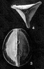 Galwayella trigonoelliptica (Balkwill & Millett, 1884)
