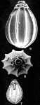 Homalohedra guntheri (Earland, 1934)