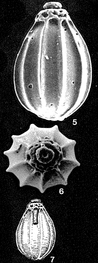 Homalohedra guntheri (Earland, 1934) Homalohedra guntheri (Earland, 1934)