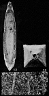 Laculatina striatula (Earland, 1934)