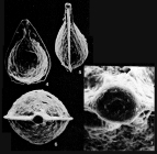 Vasicostella helophoromarginata (F.W.O.R. Jones, 1874)