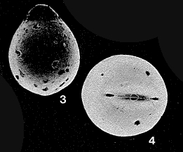 Pseudoolina fissurinea R.W. Jones, 1984