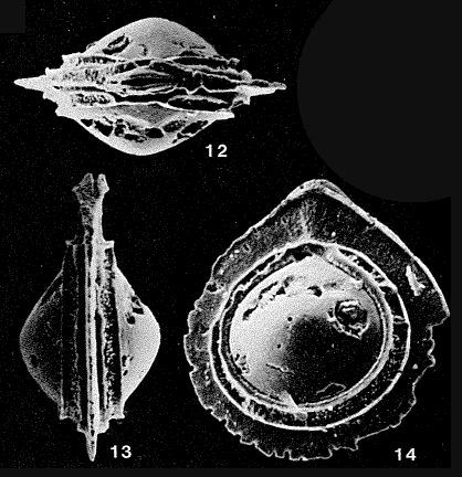 Palliolatella avita Patterson & Richardson, 1987