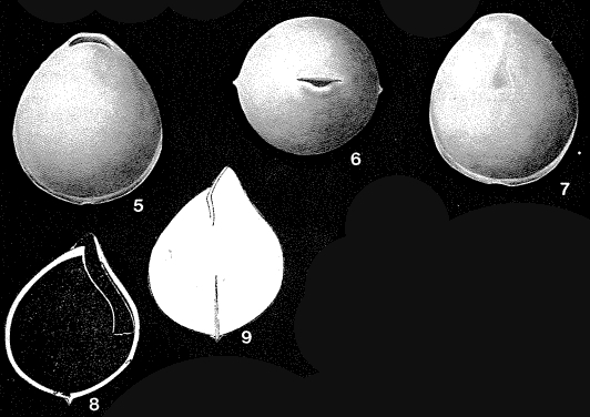 Lagena ventricosa Silvestri, 1904