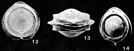 Pseudofissurina mccullochae Jones, 1984