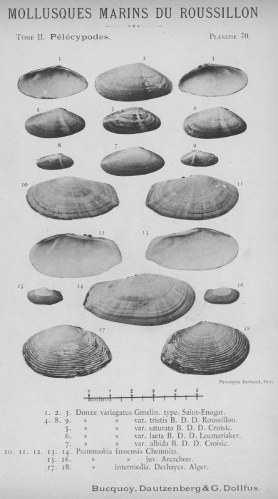 Bucquoy et al. (1887-1898, pl. 70) Bucquoy et al. (1887-1898, pl. 70)