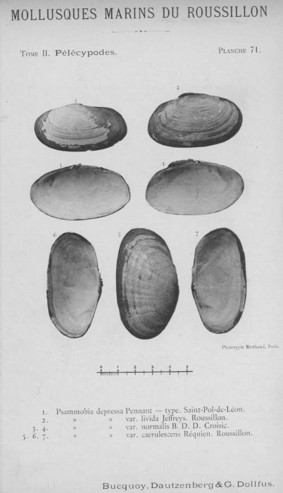 Bucquoy et al. (1887-1898, pl. 71) Bucquoy et al. (1887-1898, pl. 71)