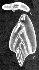 Entosigmomorphina angelensis McCulloch, 1977