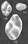 Esosyrinx curta (Cushman & Ozawa, 1930)