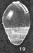 Euglandulina inusitata McCulloch, 1977