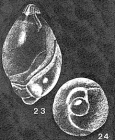 Globulotuba entosoleniformis Collins, 1958