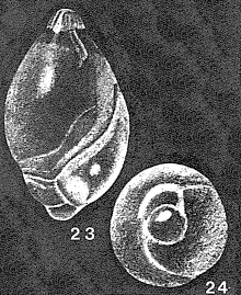 Globulotuba entosoleniformis Collins, 1958 Globulotuba entosoleniformis Collins, 1958