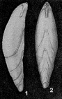 Phlegeria hyalina Loeblich & Tappan, 1963