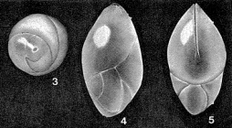 Siphoglobulina siphonifera Parr, 1950