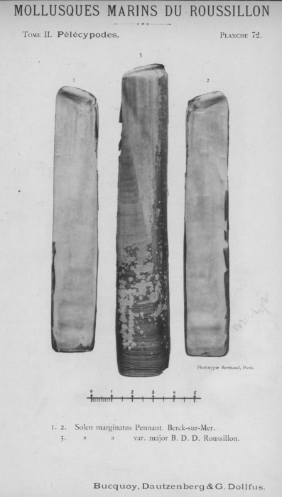 Bucquoy et al. (1887-1898, pl. 72) Bucquoy et al. (1887-1898, pl. 72)