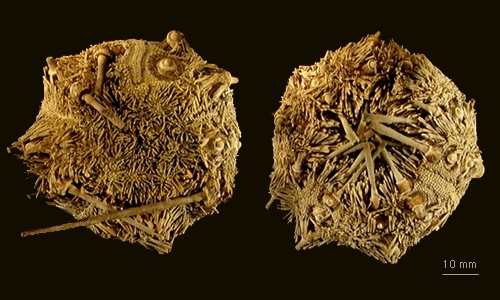 Ctenocidaris gigantea Ctenocidaris gigantea